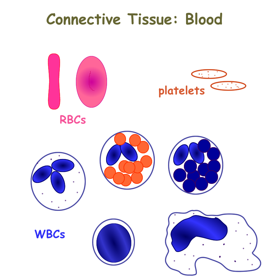what is the primary component of blood and tissue